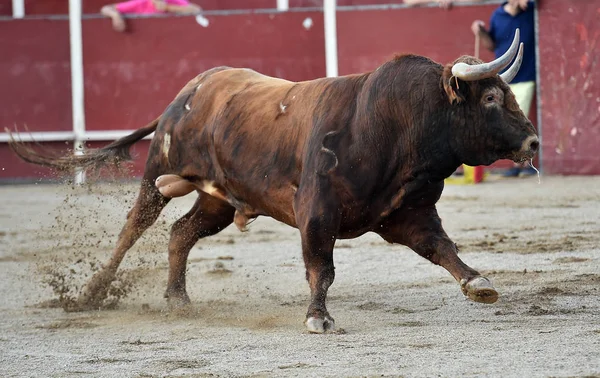 Touro Espanha Correndo Touros — Fotografia de Stock