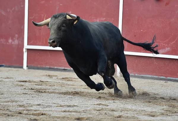 Stier Spanien Läuft Stierkampfarena — Stockfoto