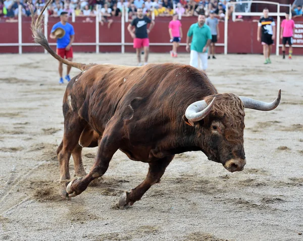 Corrida Spagna Con Grande Toro — Foto Stock