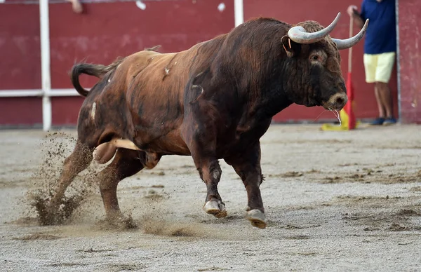 Tourada Espanha Com Grande Touro — Fotografia de Stock