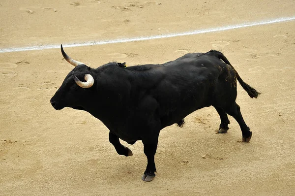 Ταυρομαχία Στην Ισπανία Μεγάλο Ταύρο — Φωτογραφία Αρχείου