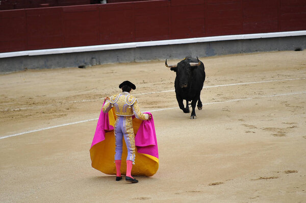 Коррида в Испании с большим быком
