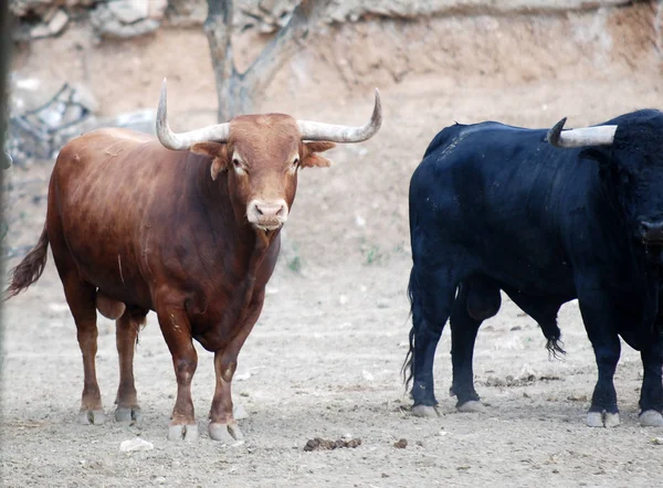 斗牛在西班牙与大公牛 — 图库照片