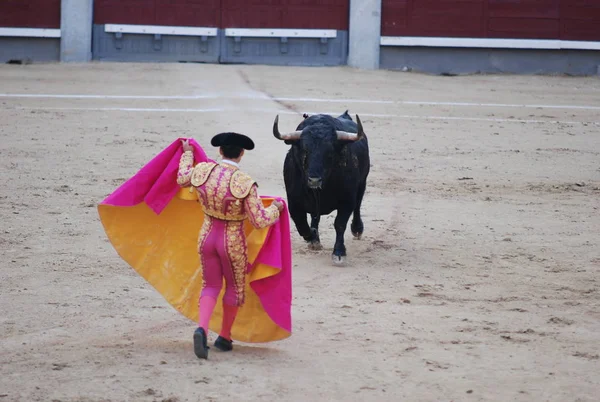 Stierengevecht Spanje Met Grote Stier — Stockfoto