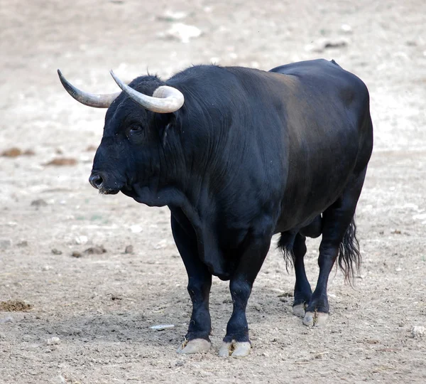 Corridas Toros España Con Gran Toro — Foto de Stock