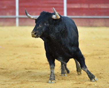 büyük boğa ile İspanya boğa güreşi