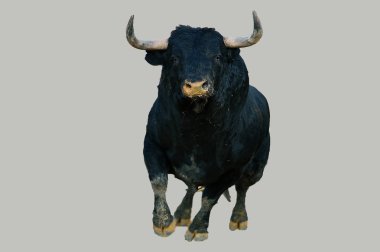 boğa İspanya'siyah