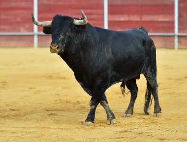 boğa İspanya'siyah