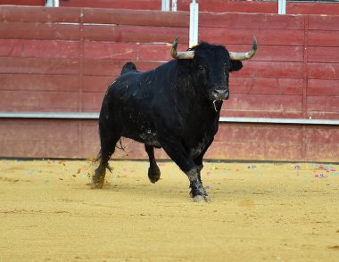 İspanya geleneksel gözlük büyük boynuzları boğa