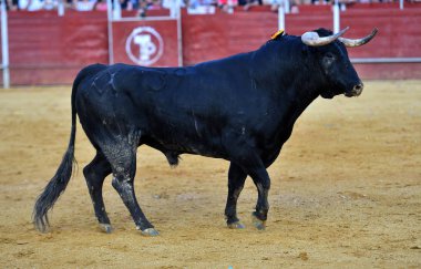 İspanya güçlü boğa