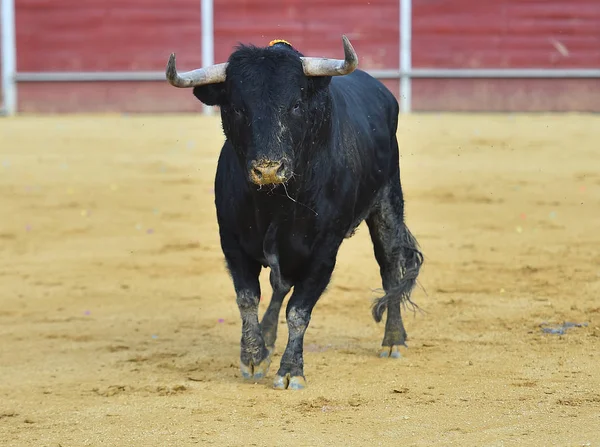 Tjurfäktning Spanien Med Stor Tjur — Stockfoto