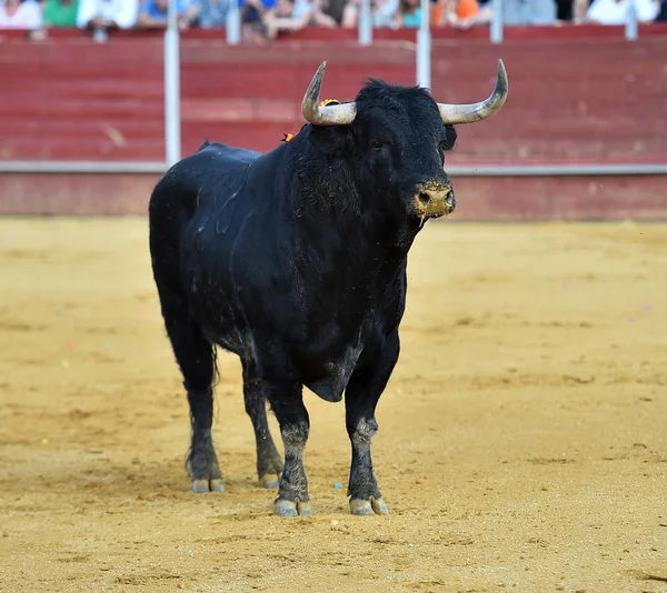 Tjurfäktning Spanien Med Stor Tjur — Stockfoto