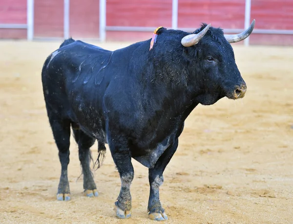 Corrida Espagne Avec Gros Taureau — Photo