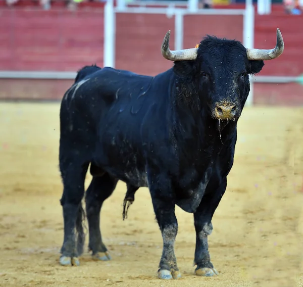 スペインの黒牛 — ストック写真