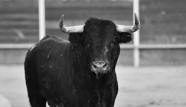 Toro Nero Spagna — Foto Stock