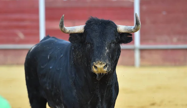 Toro Nero Spagna — Foto Stock