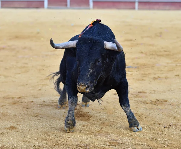 Býk Černý Španělsku — Stock fotografie