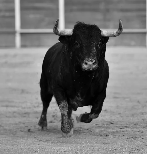 Bulle Schwarz Spanien — Stockfoto