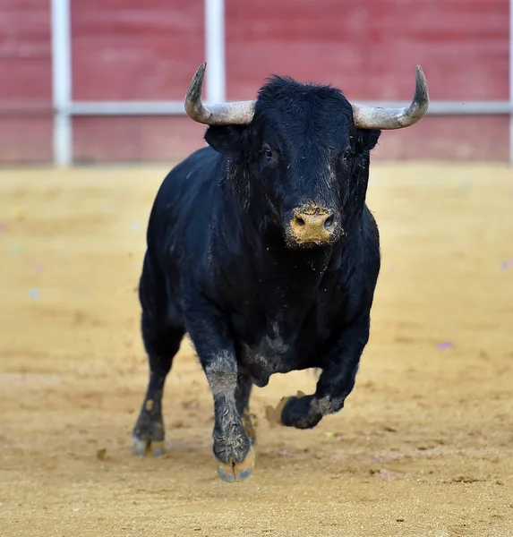 Touro Preto Espanha — Fotografia de Stock