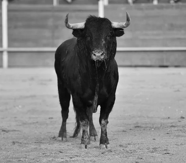 Bull Black Spain — Stock Photo, Image