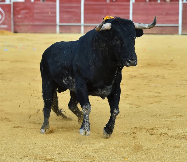 西班牙公牛黑 — 图库照片