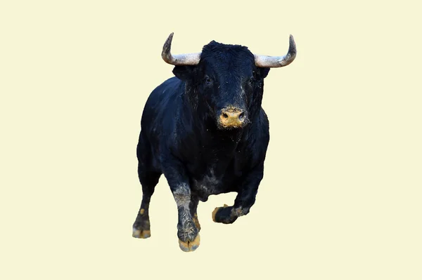 Toro Nero Spagna — Foto Stock