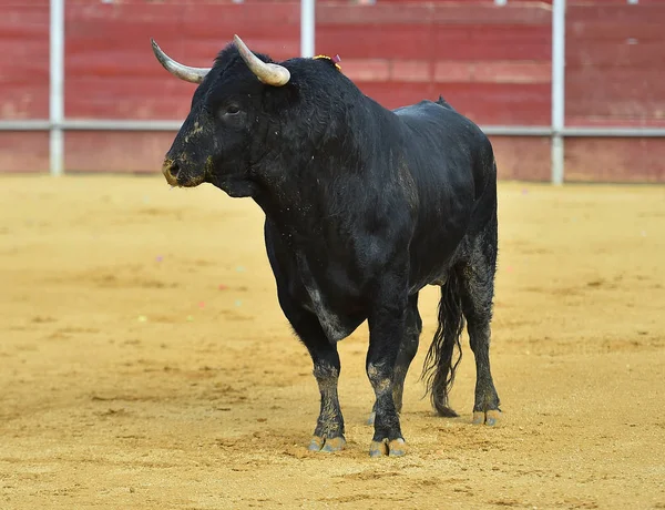 Bull Svart Spanien — Stockfoto