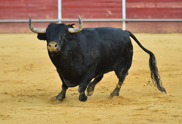 Tjuren Traditionella Skådespel Spanien Med Stora Horn — Stockfoto