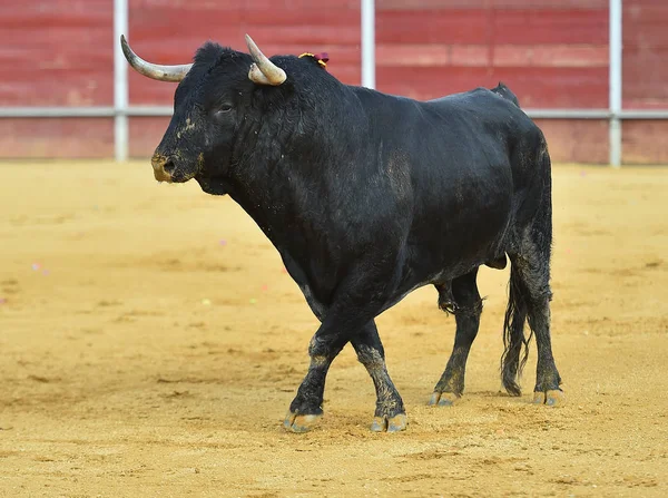 Touro Espetáculo Tradicional Espanha Com Chifres Grandes — Fotografia de Stock