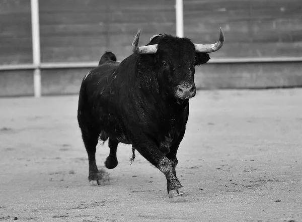 Taureau Dans Spectacle Traditionnel Espagne Avec Grandes Cornes — Photo