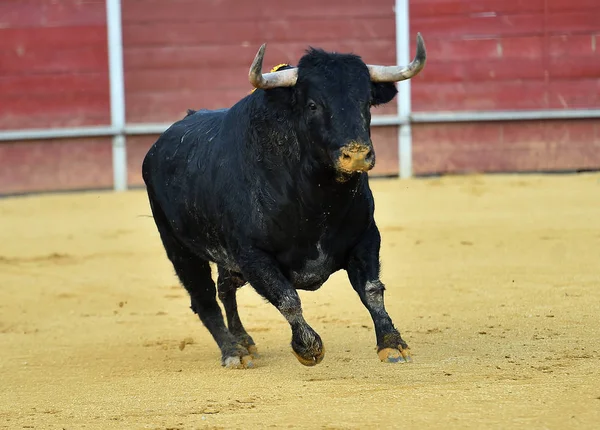 Toro Spettacolo Tradizionale Spagna Con Grandi Corna — Foto Stock