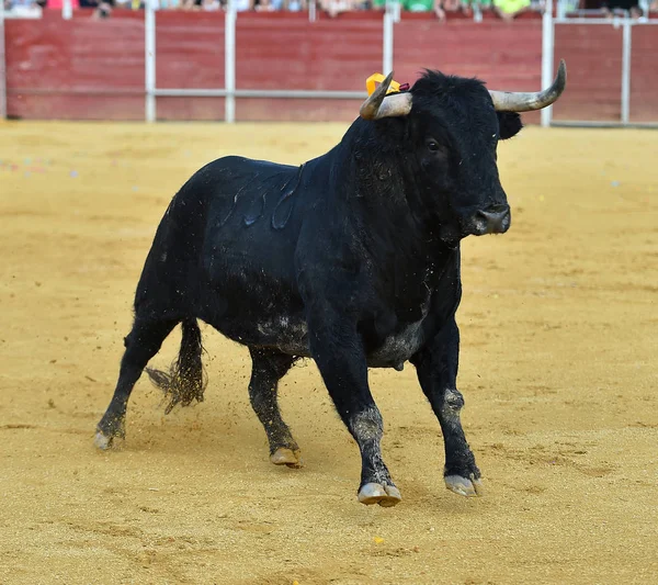 牛の大きな角を持つスペインの伝統的な光景で — ストック写真