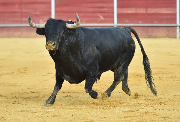 Taureau Dans Spectacle Traditionnel Espagne Avec Grandes Cornes — Photo