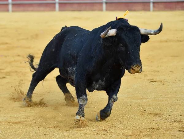 Touro Espetáculo Tradicional Espanha Com Chifres Grandes — Fotografia de Stock