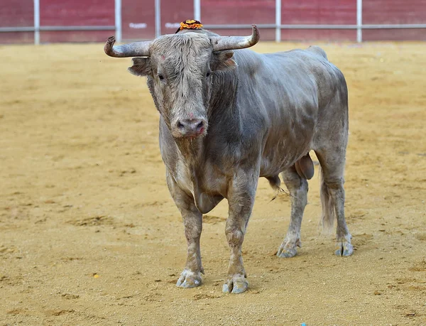 Toro España Con Cuernos Grandes —  Fotos de Stock