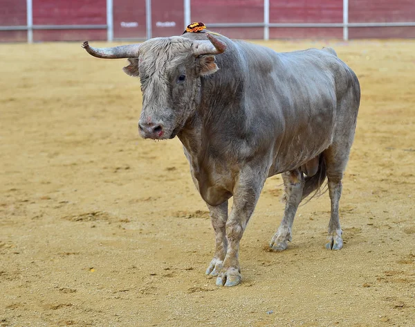 Bull Španělsku Velkými Rohy — Stock fotografie