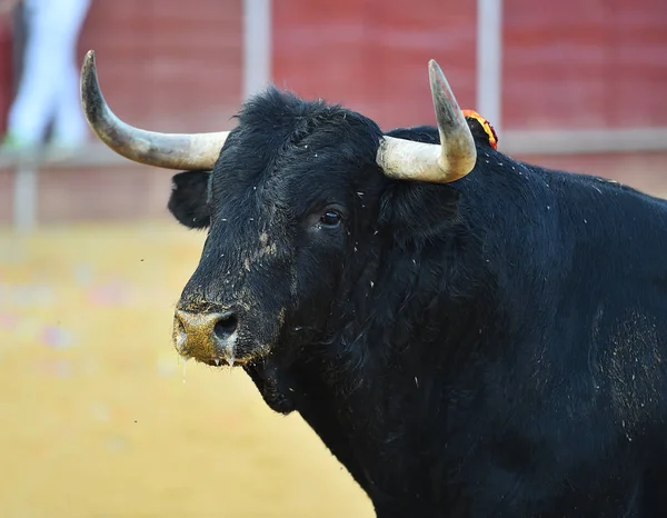 Touro Espanha Com Chifres Grandes — Fotografia de Stock