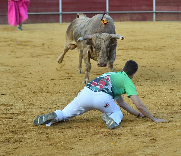 Taureau Espagne Avec Grandes Cornes — Photo