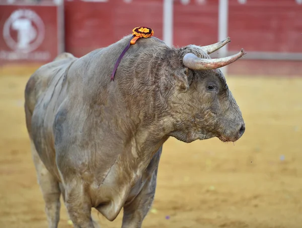 Taureau Espagne Avec Grandes Cornes — Photo