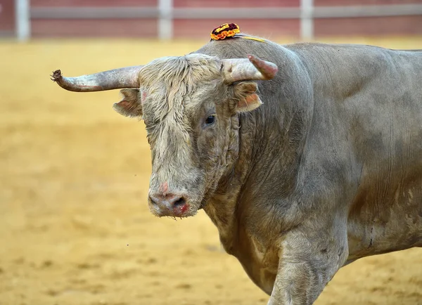 Tjuren Spanien Med Stora Horn — Stockfoto