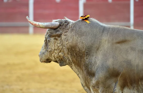 Touro Espanha Com Chifres Grandes — Fotografia de Stock