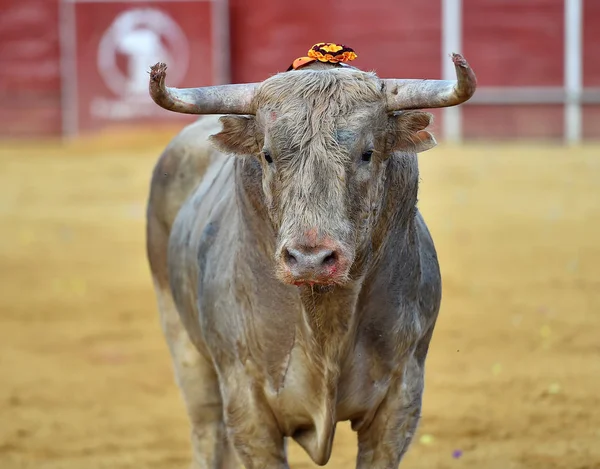 强大的公牛在西班牙 — 图库照片
