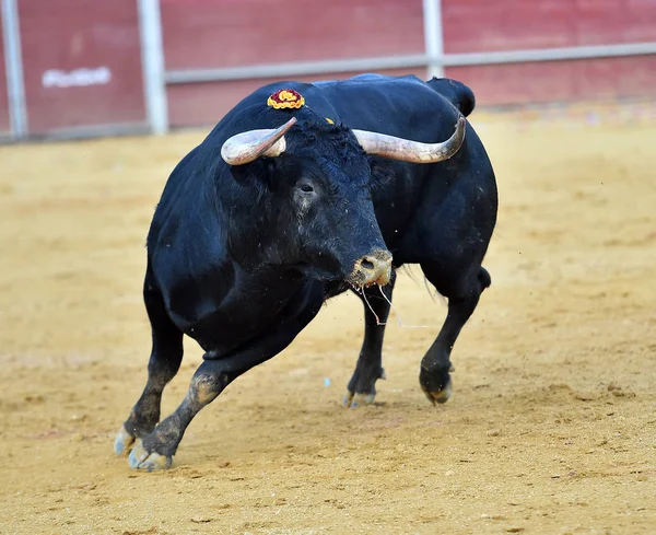 スペインの強い雄牛 — ストック写真