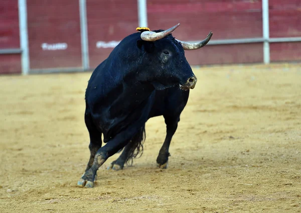 Stark Tjur Spanien — Stockfoto