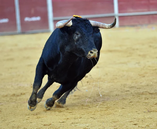 Sterke Stier Spanje — Stockfoto