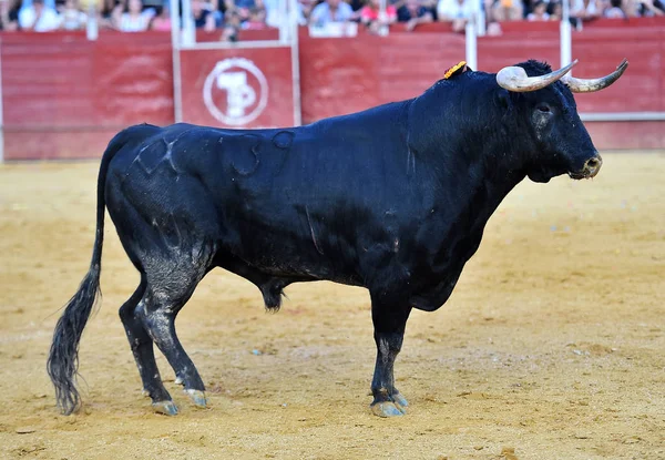 Strong Bull Spain — Stock Photo, Image