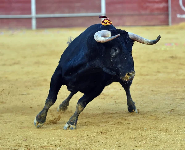 Strong Bull Spain — Stock Photo, Image