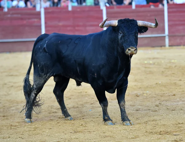 スペインの強い雄牛 — ストック写真