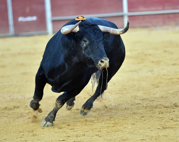 Starker Bulle Spanien — Stockfoto