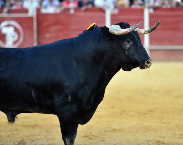 Toro Fuerte España — Foto de Stock